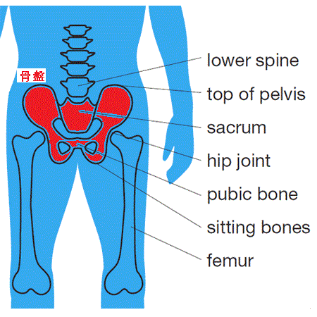 PELVIS