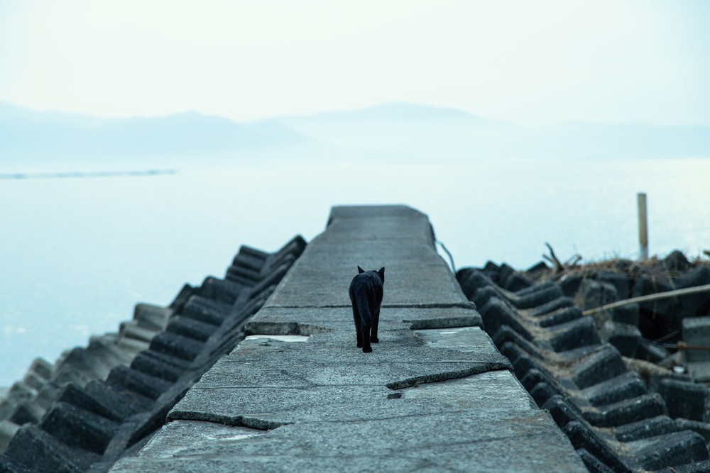 bsGAK75_minatotoneko