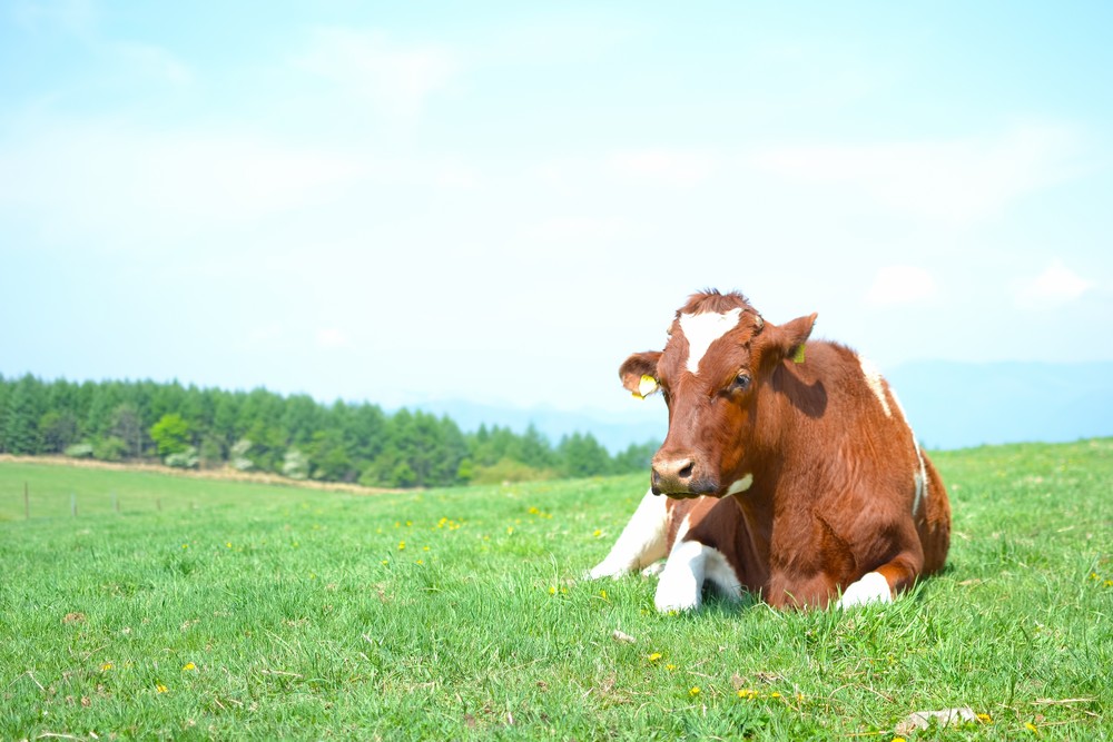 bsYOU95_sougennoushi